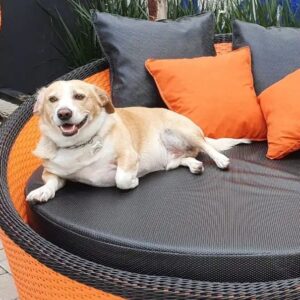 Chaise de fibra sintética laranja e preta com um cachorro deitado.