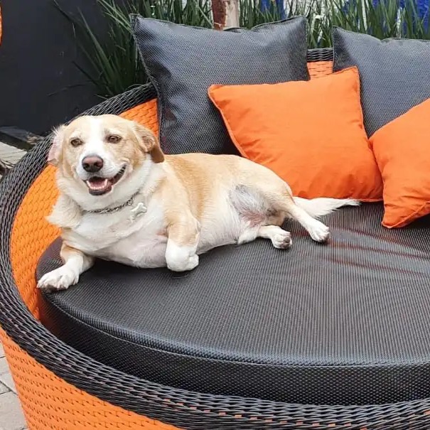 Chaise de fibra sintética laranja e preta com um cachorro deitado.